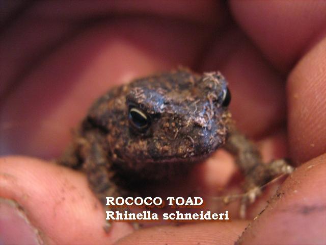 Bufo paracnemis - Rhinella schneideri 03.jpg